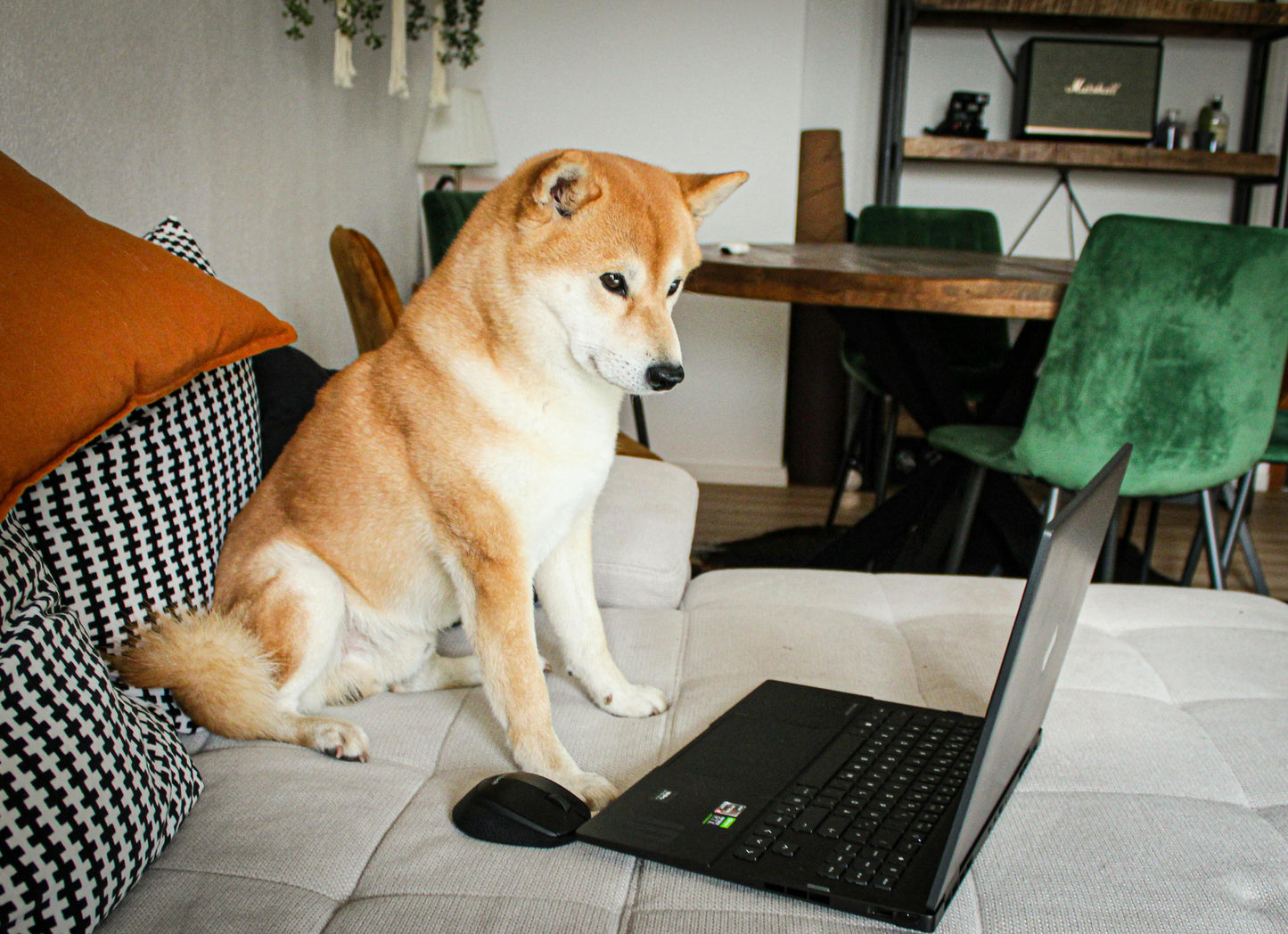 Calming Audio File for Dogs – Relieve Firework and Thunder Anxiety with Paw Harmony