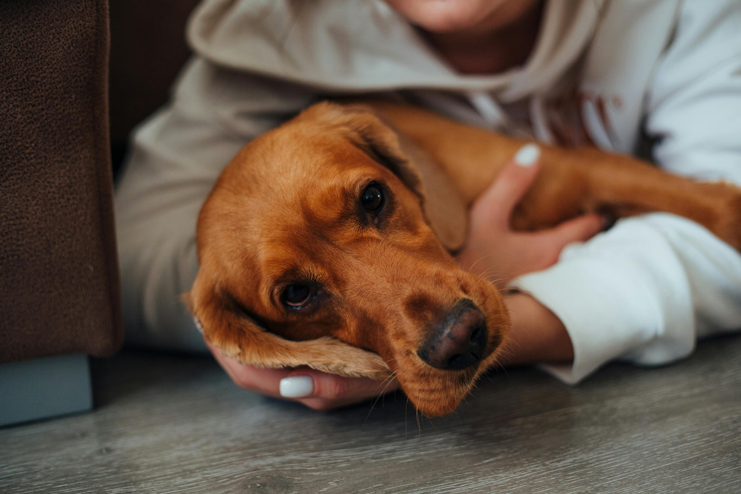 Calming Audio File for Dogs – Relieve Firework and Thunder Anxiety with Paw Harmony